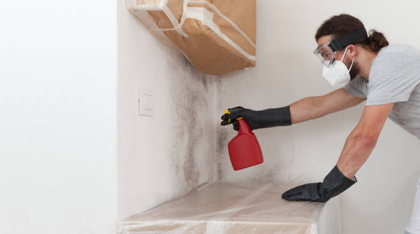 Professional Black Mold Remediation technician working in Neshanic Station, NJ