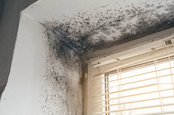 Affordable Black Mold Remediation solutions in Neshanic Station, NJ